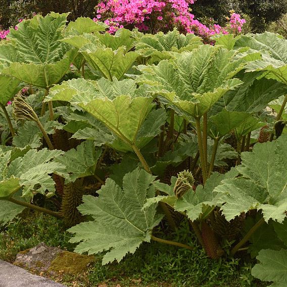Gunnera Manicata