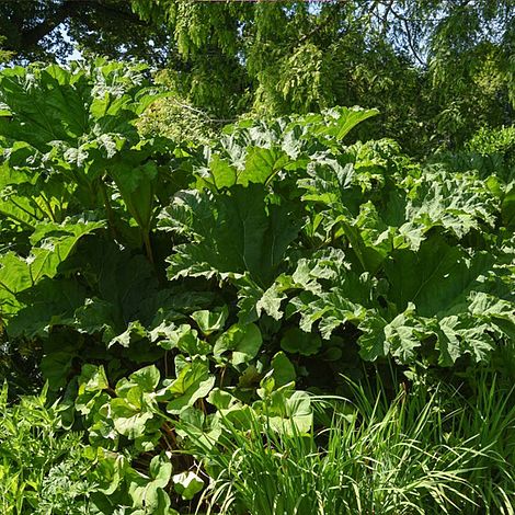 Gunnera Manicata