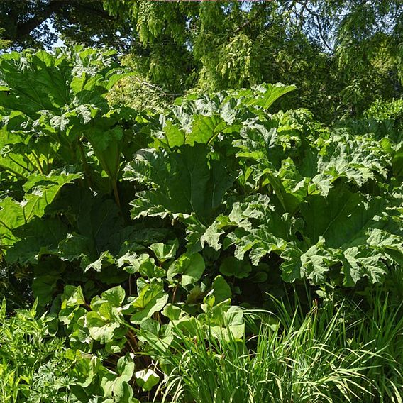 Gunnera Manicata