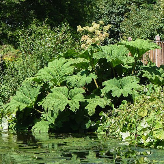 Gunnera Manicata
