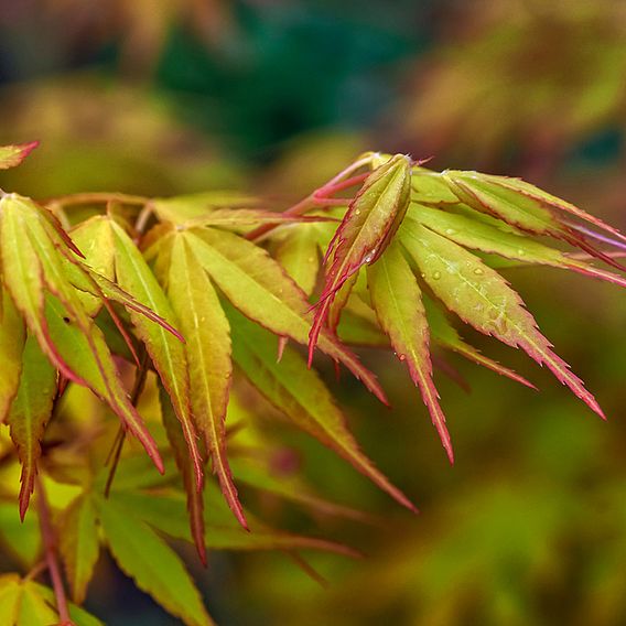 Acer palmatum 'Katsura'