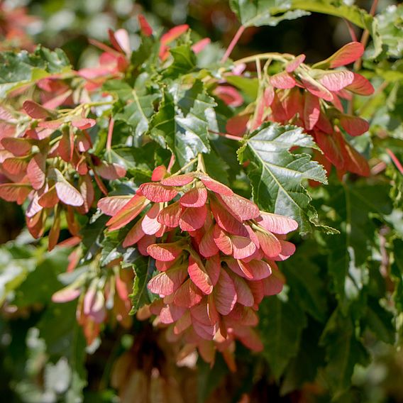 Acer ginnala 'Bailey Compact'