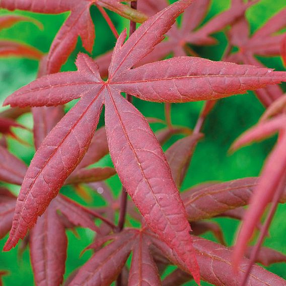 Acer palmatum 'Starfish'