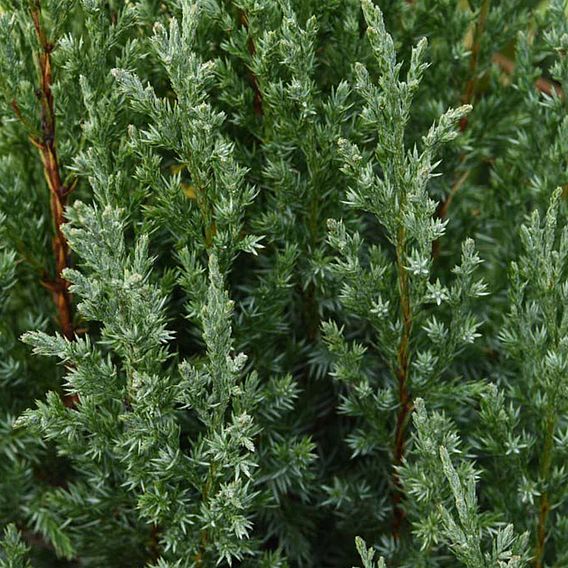 Juniperus chinensis 'Stricta'