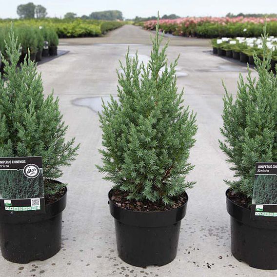 Juniperus chinensis 'Stricta'