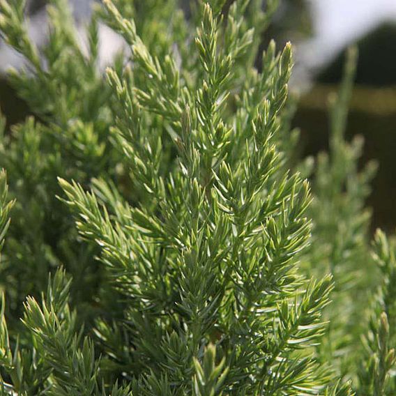 Juniperus chinensis 'Stricta'