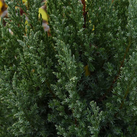 Juniperus chinensis 'Stricta'