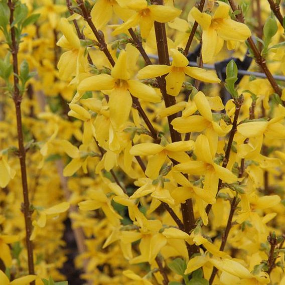 Forsythia x intermedia 'Week-End'