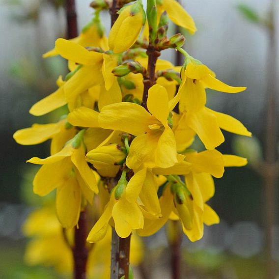 Forsythia x intermedia 'Week-End'