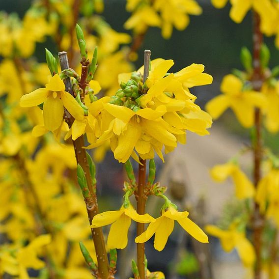 Forsythia x intermedia 'Week-End'