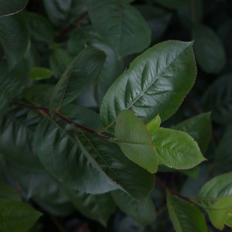 Aronia x prunifolia 'Aron'