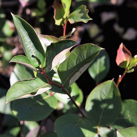 Aronia x prunifolia 'Viking'