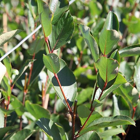 Aronia x prunifolia 'Viking'