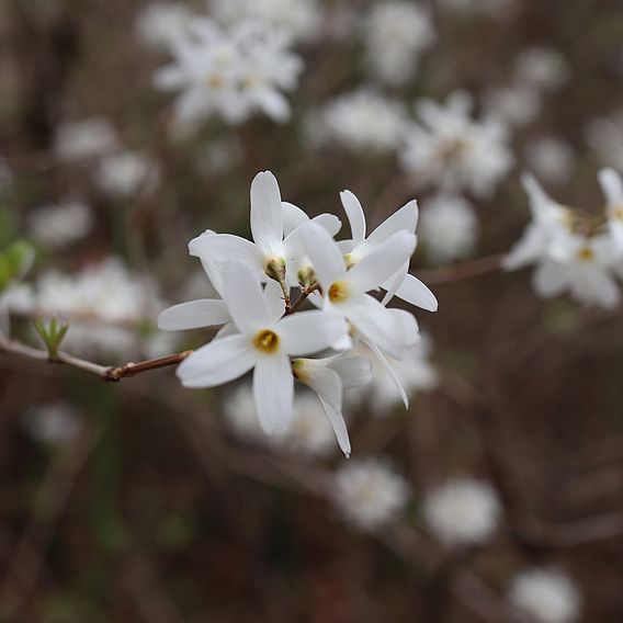 Abeliophyllum Distichum