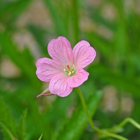 Geranium oxonianum 'Wargrave Pink'