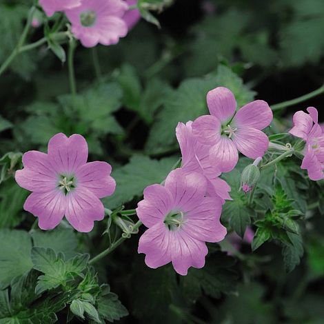 Geranium endressii