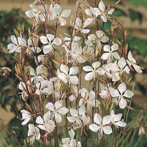 Gaura lindheimeri