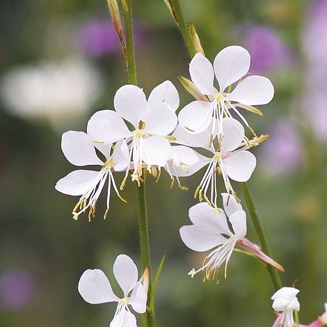 Gaura lindheimeri