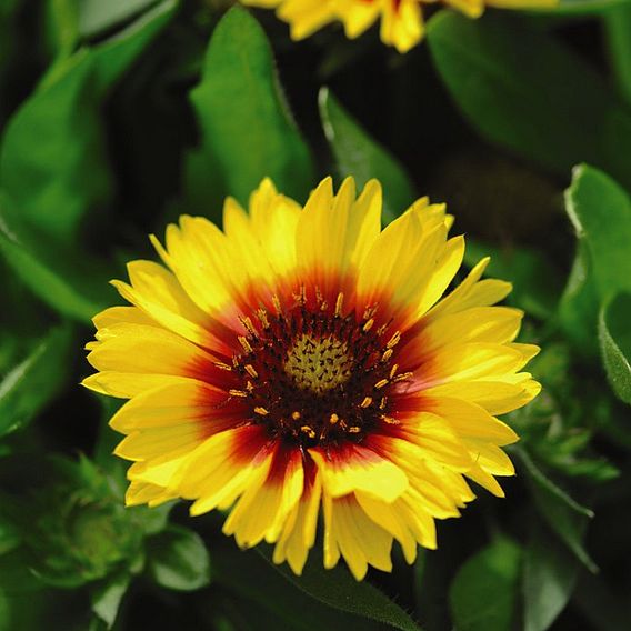 Gaillardia aristata 'Arizona Sun'