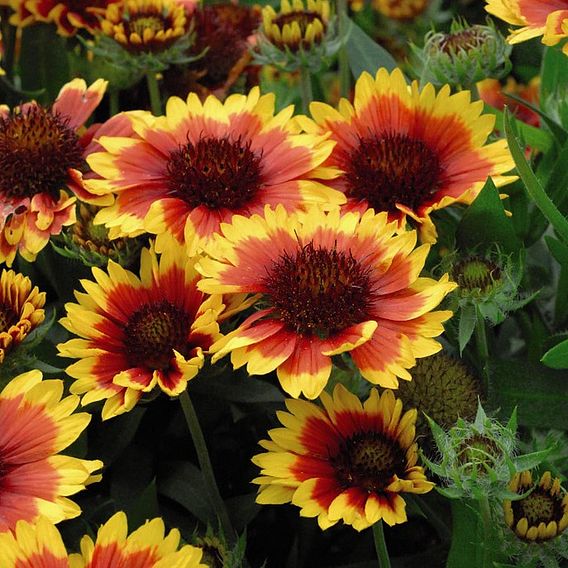 Gaillardia aristata 'Arizona Sun'