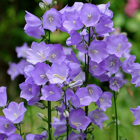 Campanula persicifolia 'Telham Beauty'