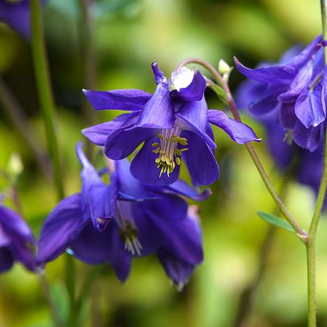 Aquilegia vulgaris