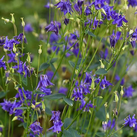 Aquilegia vulgaris