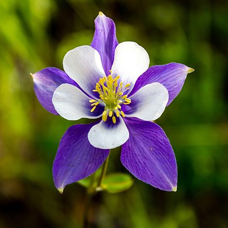 Aquilegia 'Blue Star'