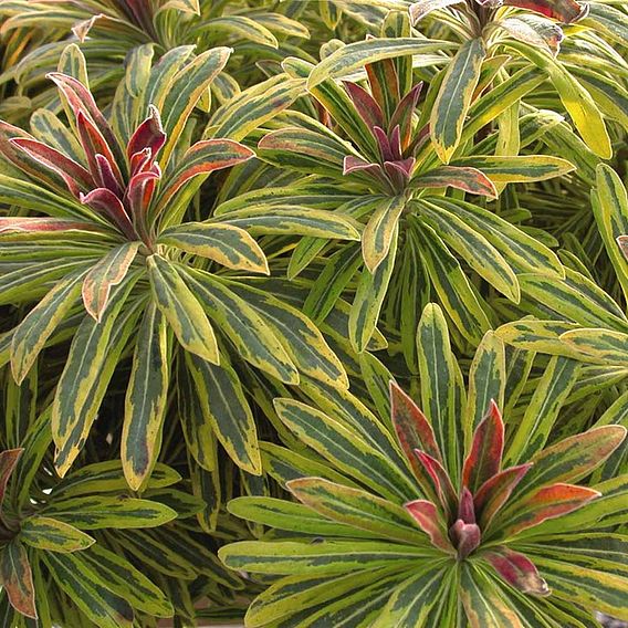 Euphorbia x martini 'Ascot Rainbow'