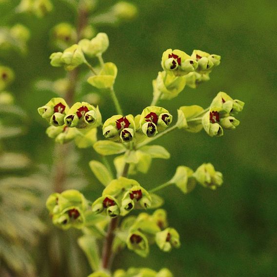 Euphorbia x martini 'Ascot Rainbow'