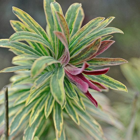 Euphorbia x martini 'Ascot Rainbow'