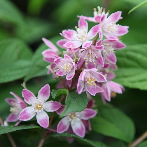 Deutzia 'Tourbillon Rouge'