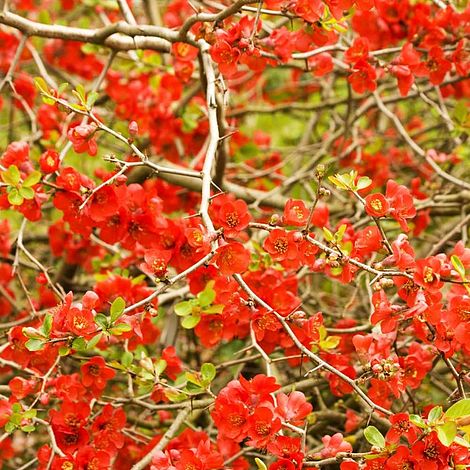 Chaenomeles x superba 'Nicoline'