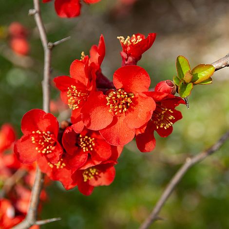 Chaenomeles x superba 'Nicoline'