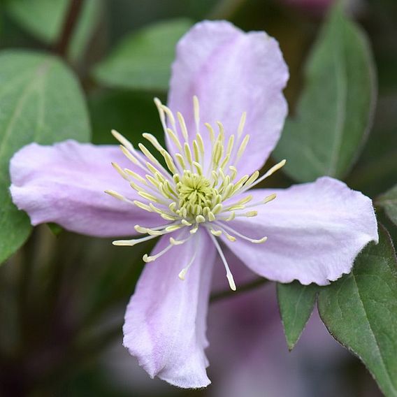 Clematis 'Elizabeth'