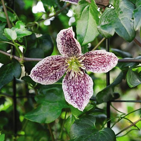 Clematis cirrhosa var. purpurascens 'Freckles'