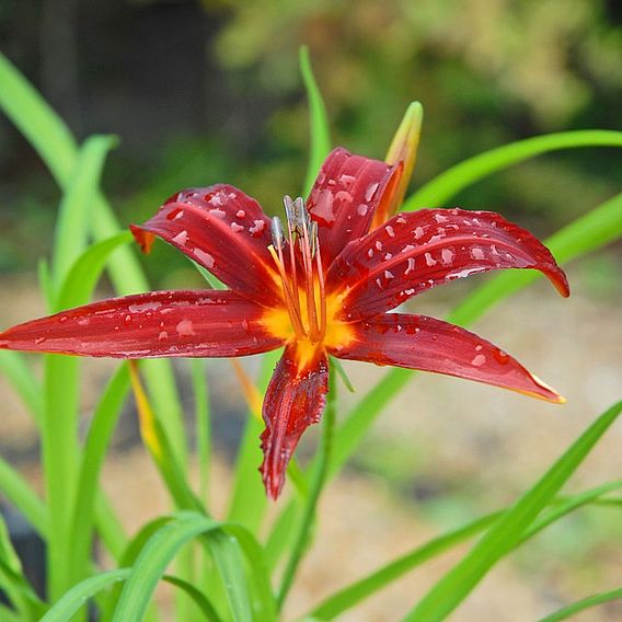 Hemerocallis 'Crimson Pirate'