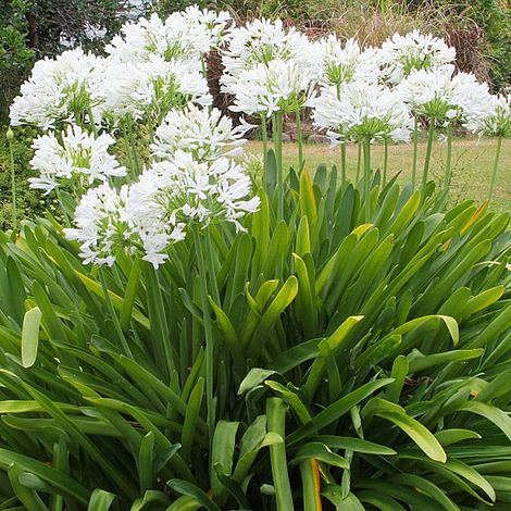 Agapanthus africanus 'Albus'