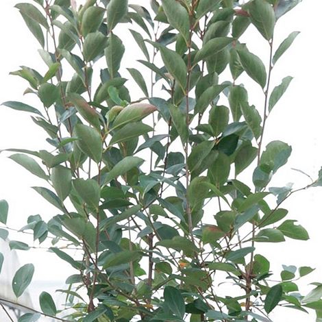 Aronia x prunifolia 'Brilliant'