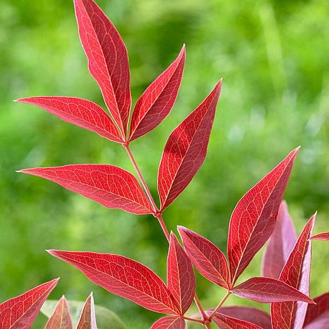 Nandina Domestica