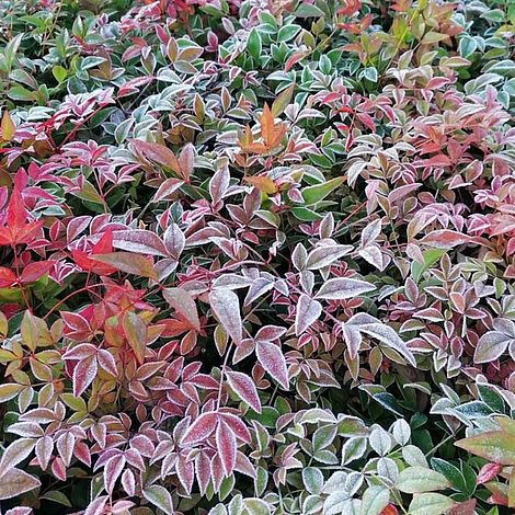 Nandina Domestica