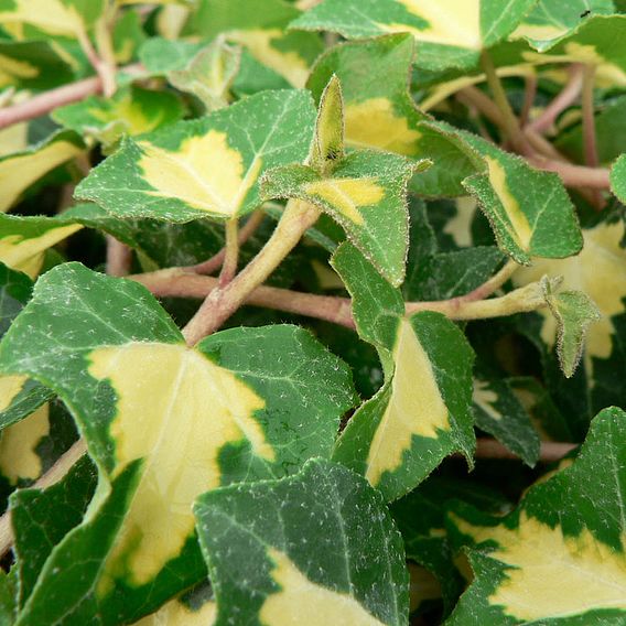 Hedera helix 'Goldheart'