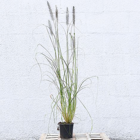 Pennisetum alopecuroides
