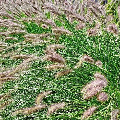 Pennisetum alopecuroides