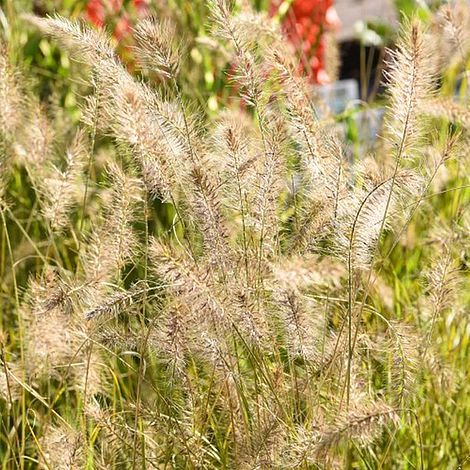 Pennisetum alopecuroides