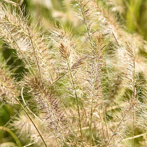 Pennisetum alopecuroides