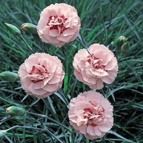 Dianthus 'Doris'