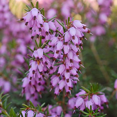 Erica x darleyensis 'Darley Dale'