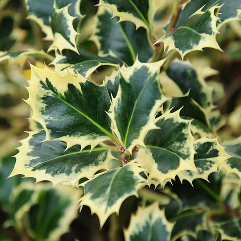 Holly 'Argentea Marginata'