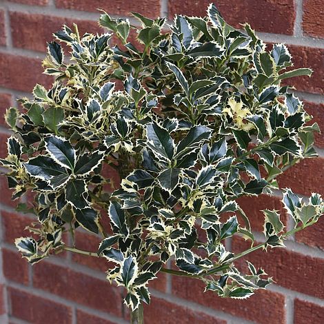 Holly 'Argentea Marginata'